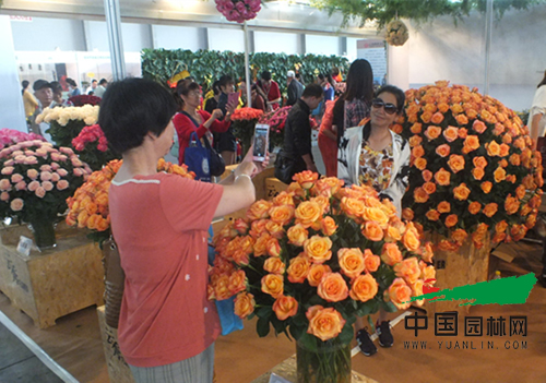 第十七屆昆明國(guó)際花卉展成功舉辦(圖1)