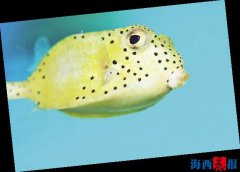 廈門(mén)海底世界內(nèi)設(shè)有五個(gè)特色展區(qū)